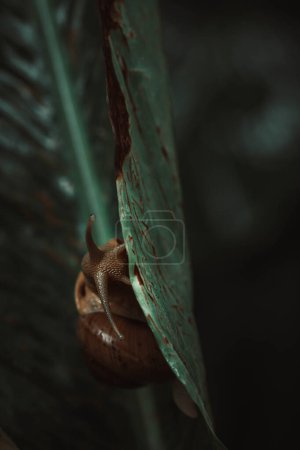Téléchargez les photos : Escargot assis sur la feuille verte - en image libre de droit