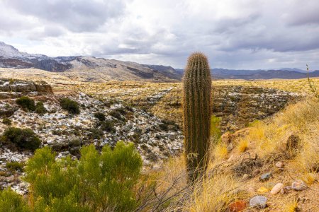Téléchargez les photos : Cactus et neige à Tortilla Flat, Arizona. - en image libre de droit
