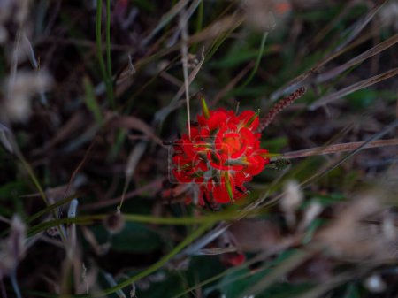 Téléchargez les photos : Détail de fleur côtière rouge entourée d'herbes - en image libre de droit