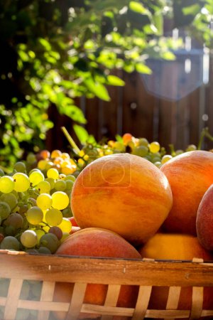 Photo for Summer peach and grape harvest - Royalty Free Image
