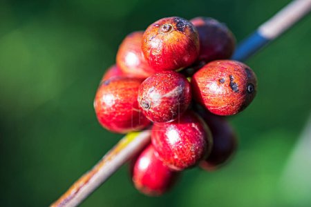 Photo for Ripe coffee beans in their natural environment - Royalty Free Image