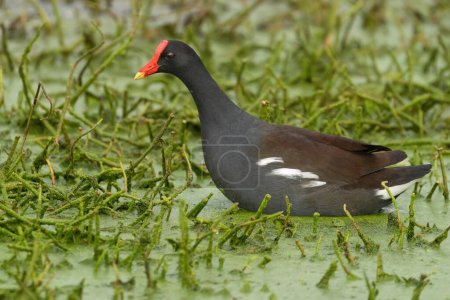 Photo for A common gallinule searching the vegetation for food. - Royalty Free Image
