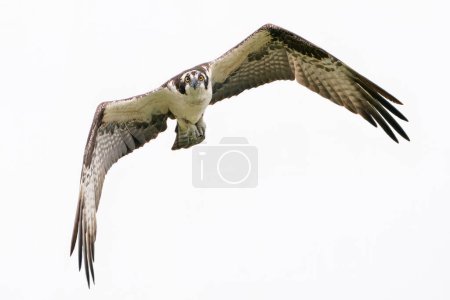Foto de Un águila pescadora mirando al fotógrafo. - Imagen libre de derechos