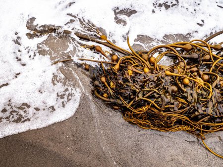 Foto de Manojo enredado de algas marinas arrastradas hasta la costa de California - Imagen libre de derechos