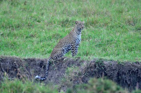 Téléchargez les photos : Un léopard regarde la savane - en image libre de droit