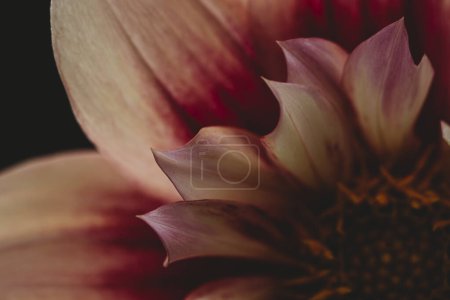 Foto de Vista de cerca de la flor rosa de la dalia sobre fondo oscuro - Imagen libre de derechos