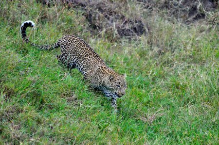 Photo for A leopard hunts its prey on the savannah - Royalty Free Image