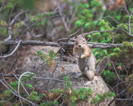 Photo for Chipmunk on rock in Rocky Mountain National Forest - Royalty Free Image
