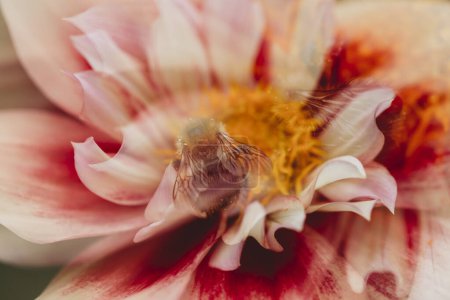 Téléchargez les photos : Gros plan vue abstraite de l'abeille sur fleur de dahlia rose, blanche et jaune - en image libre de droit