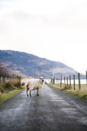 Téléchargez les photos : Moutons sur la route dans les Highlands écossais - en image libre de droit