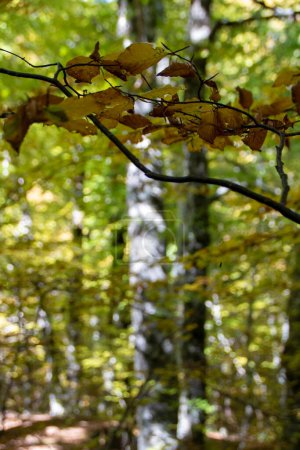 Téléchargez les photos : Hêtraies du parc national des Abruzzes en automne, Italie - en image libre de droit