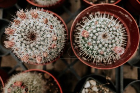 Foto de Dos cactus florecientes en macetas en el vivero - Imagen libre de derechos