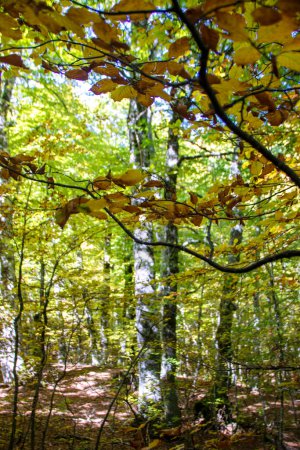 Photo for Beech woods of Abruzzo national park in autumn, Italy - Royalty Free Image