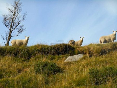 Téléchargez les photos : Pâturage des moutons au sommet de la colline - en image libre de droit