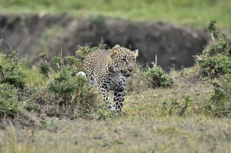 Téléchargez les photos : Un léopard en chasse - en image libre de droit
