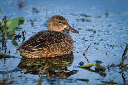 Photo for A blue winged teal in the shallows. - Royalty Free Image