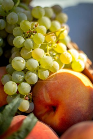 Photo for Grapes in early morning summer sunlight - Royalty Free Image