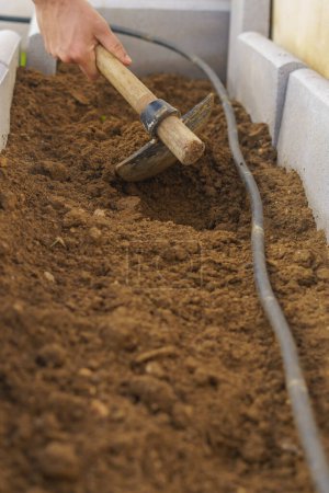Téléchargez les photos : Agriculteur creuser le sol avec une houe dans son potager biologique avec système d'irrigation goutte à goutte - en image libre de droit