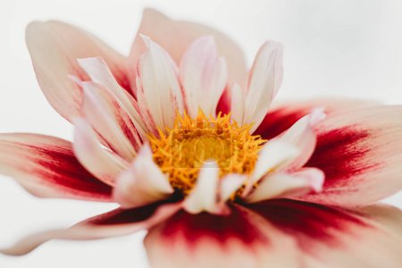 Foto de Vista de cerca de la flor de dalia rosa y blanca sobre fondo claro - Imagen libre de derechos