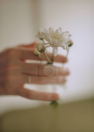 Téléchargez les photos : Main tenant fleur blanche entre les doigts - en image libre de droit