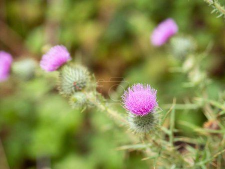 Photo for Detail of bloom on thistle Plant - Royalty Free Image