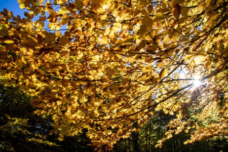 Foto de Bosques de haya del parque nacional de los Abruzos en otoño, Italia - Imagen libre de derechos