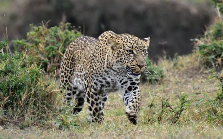 A beautiful leopard on a hunt