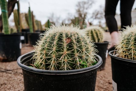 Photo for Barrel cactus in pot at nursery - Royalty Free Image