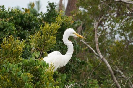 Photo for An egret hanging out in the trees - Royalty Free Image