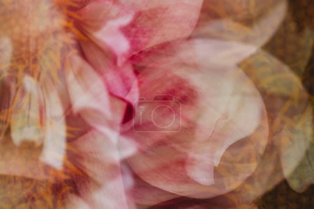 Téléchargez les photos : Gros plan vue abstraite de la fleur de dahlia rose et blanche - en image libre de droit