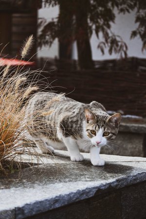 Foto de Caza doméstica de gatos en la calle - Imagen libre de derechos