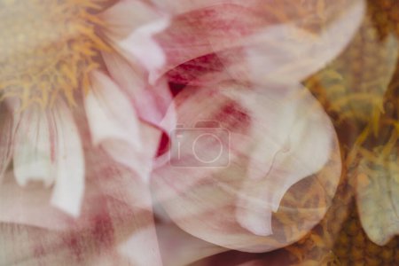 Foto de Vista abstracta de cerca de la flor de dalia rosa y blanca - Imagen libre de derechos