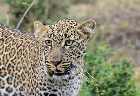 Téléchargez les photos : Portrait de beau léopard - en image libre de droit
