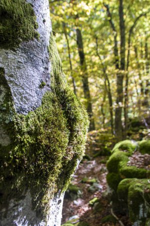 Téléchargez les photos : Hêtraies du parc national des Abruzzes en automne, Italie - en image libre de droit