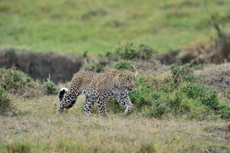 Téléchargez les photos : Un léopard chasse sa proie - en image libre de droit