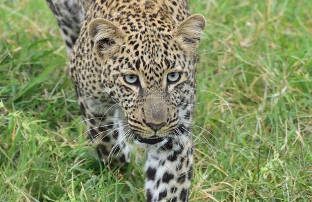 Beautiful leopard close up