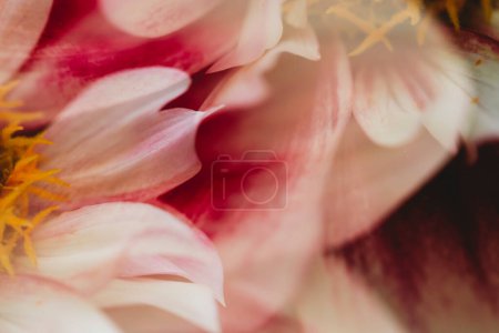 Foto de Vista abstracta de cerca de la flor de dalia rosa y blanca - Imagen libre de derechos