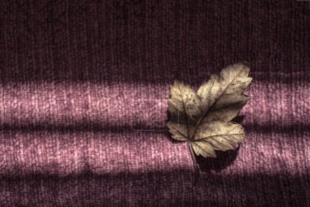 Foto de Hoja de otoño marrón sobre tela púrpura en fuerte luz moteada - Imagen libre de derechos
