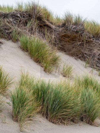 Foto de Tiro vertical del crecimiento de la hierba marina costera - Imagen libre de derechos