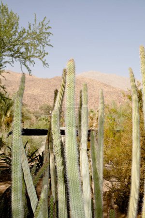 Téléchargez les photos : Cactus avec montagne en arrière-plan - en image libre de droit