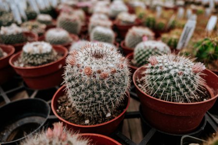 Photo for Cactus growing in pots at nursery - Royalty Free Image