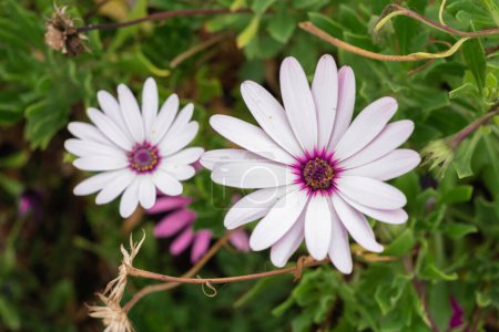 Photo for Two light violet daisy flowers on its bush. Tenerife, Canary Isl - Royalty Free Image