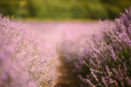 Téléchargez les photos : Provence légendaire champs de lavande france - en image libre de droit