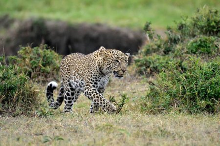 Ein Leopard jagt seine Beute