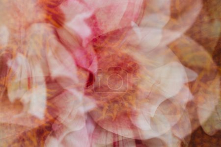 Téléchargez les photos : Gros plan vue abstraite de la fleur de dahlia rose et blanche - en image libre de droit