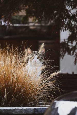 Téléchargez les photos : Le chat est assis dans l'herbe haute. Beau chat domestique - en image libre de droit