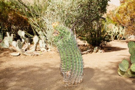 Téléchargez les photos : Petit cactus avec flash - en image libre de droit