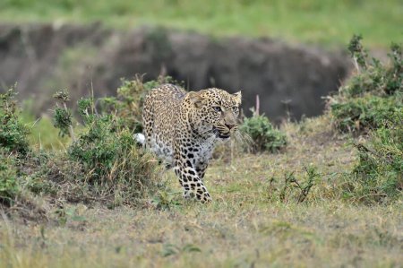 A leopard on a hunt