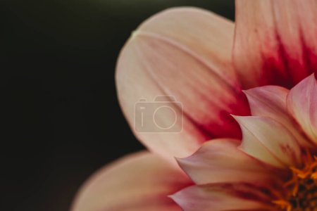 Foto de Vista de cerca de la flor de dalia rosa y blanca sobre fondo oscuro - Imagen libre de derechos