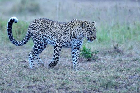 Téléchargez les photos : Un léopard africain traverse la savane - en image libre de droit